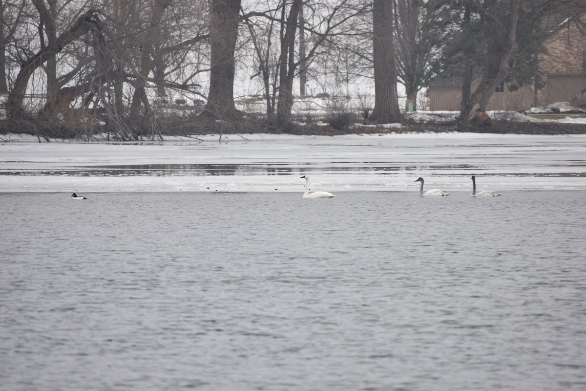 小天鵝 - ML647839720