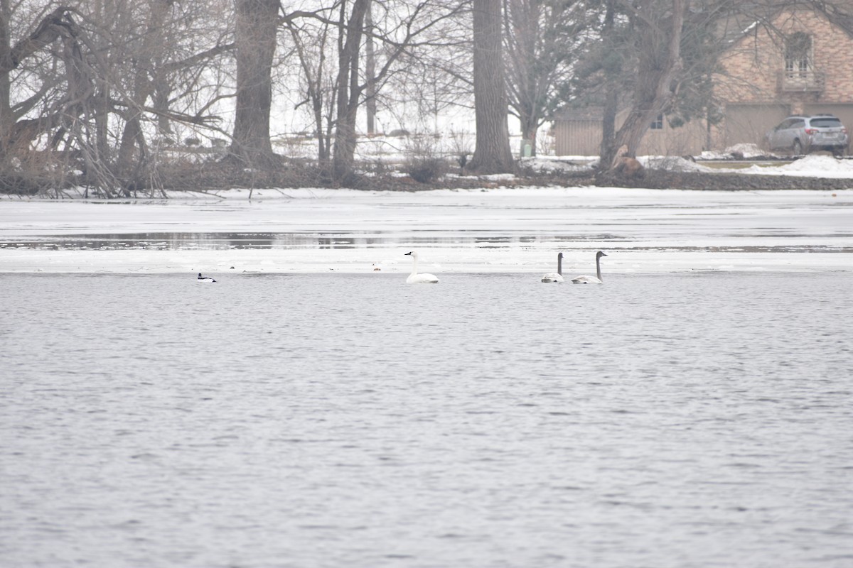 小天鵝 - ML647839721