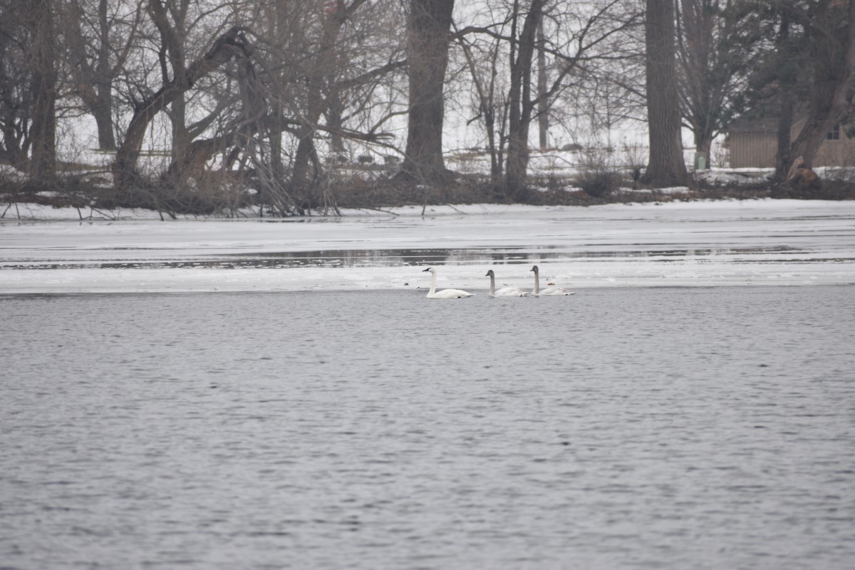 小天鵝 - ML647839722