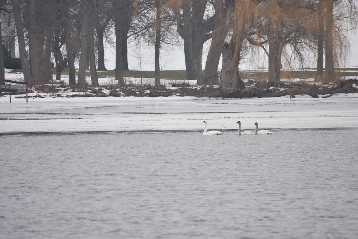 小天鵝 - ML647839723