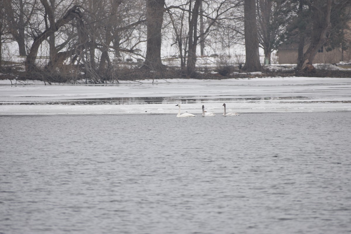 小天鵝 - ML647839724