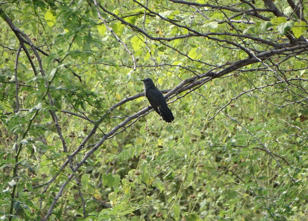 Gray-bellied Cuckoo - ML647839726
