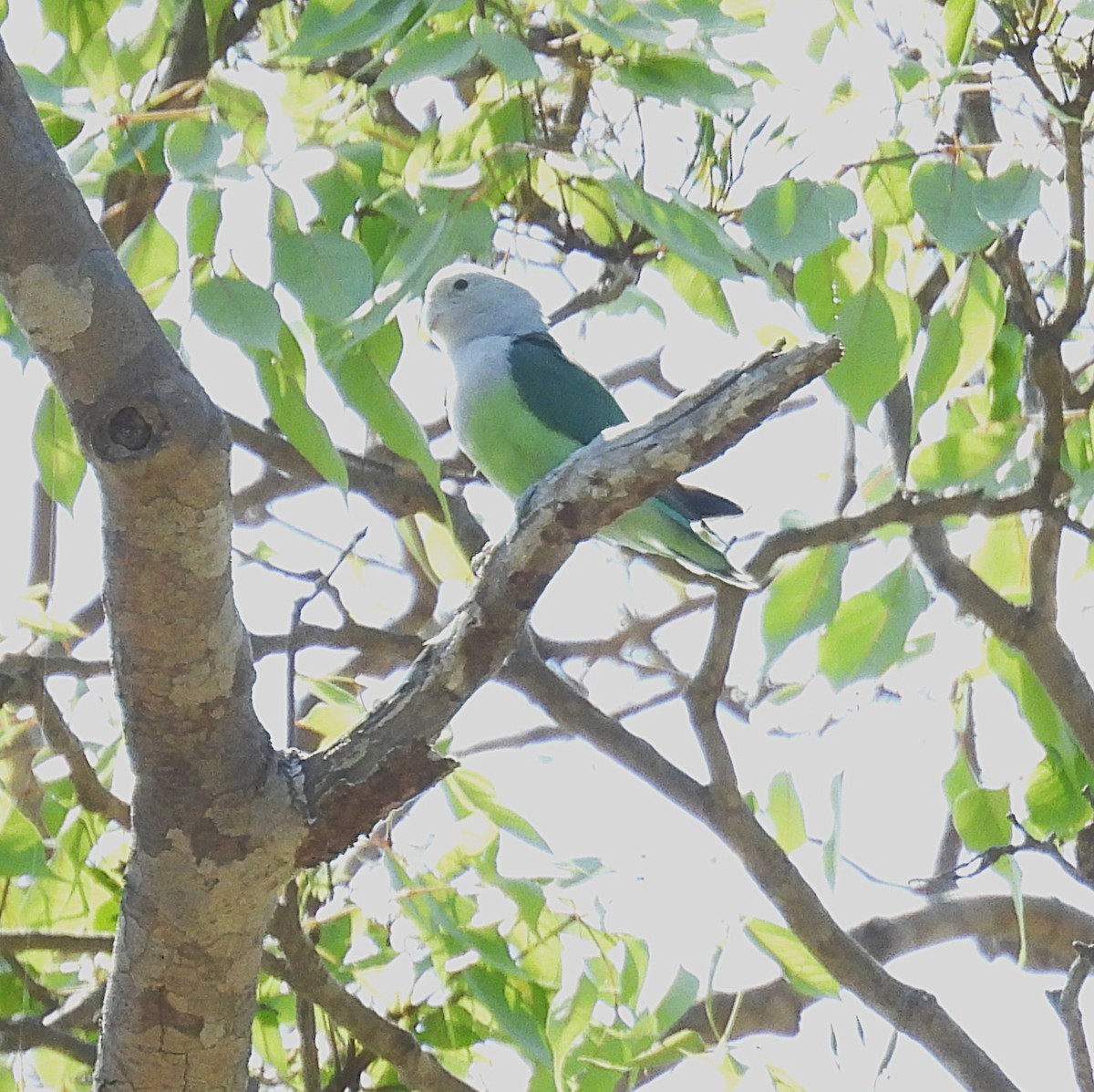 Gray-headed Lovebird - ML647839727