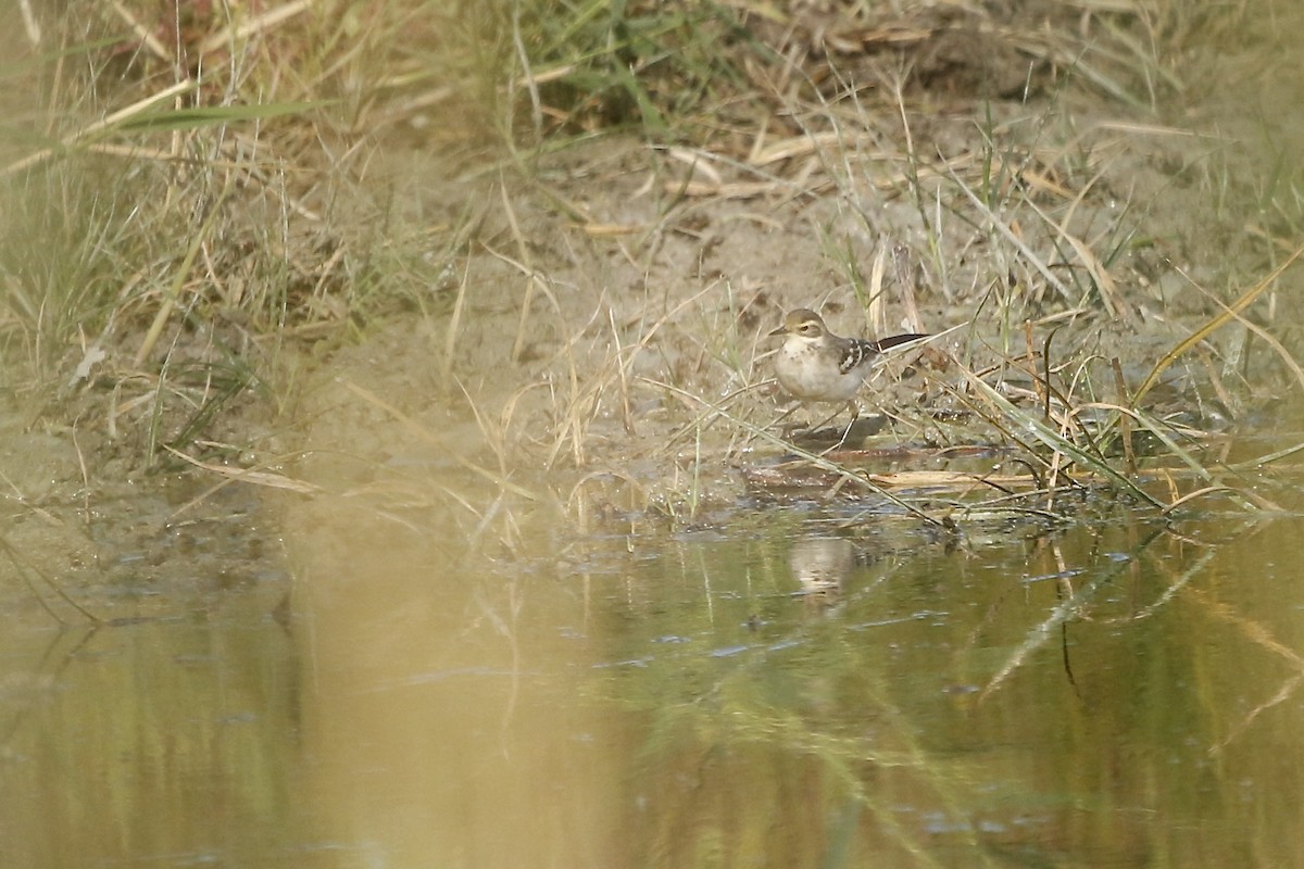 Citrine Wagtail (Gray-backed) - ML647839732