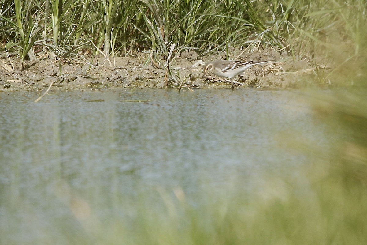 Citrine Wagtail (Gray-backed) - ML647839733