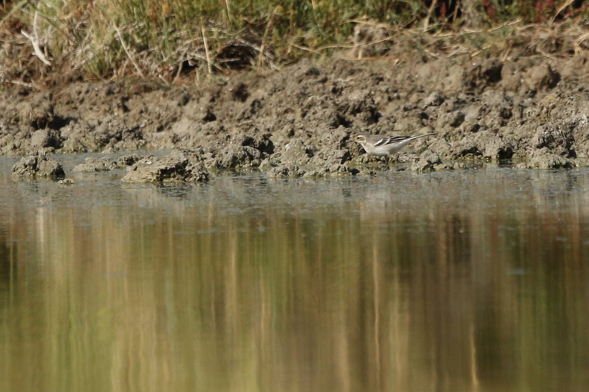 Citrine Wagtail (Gray-backed) - ML647839734