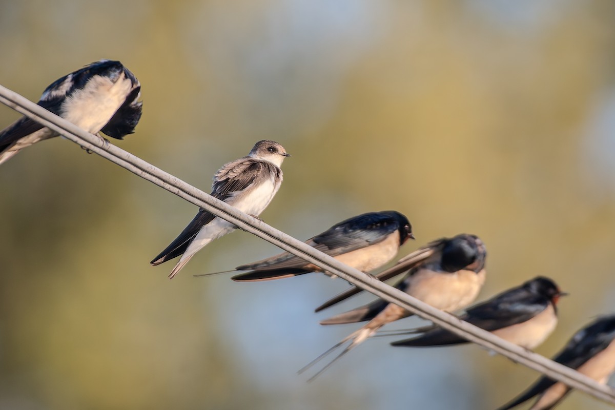 灰沙燕 - ML647839738