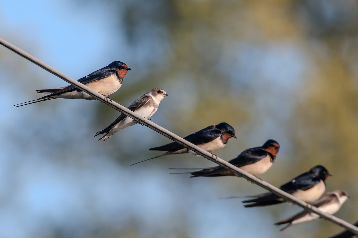 灰沙燕 - ML647839739