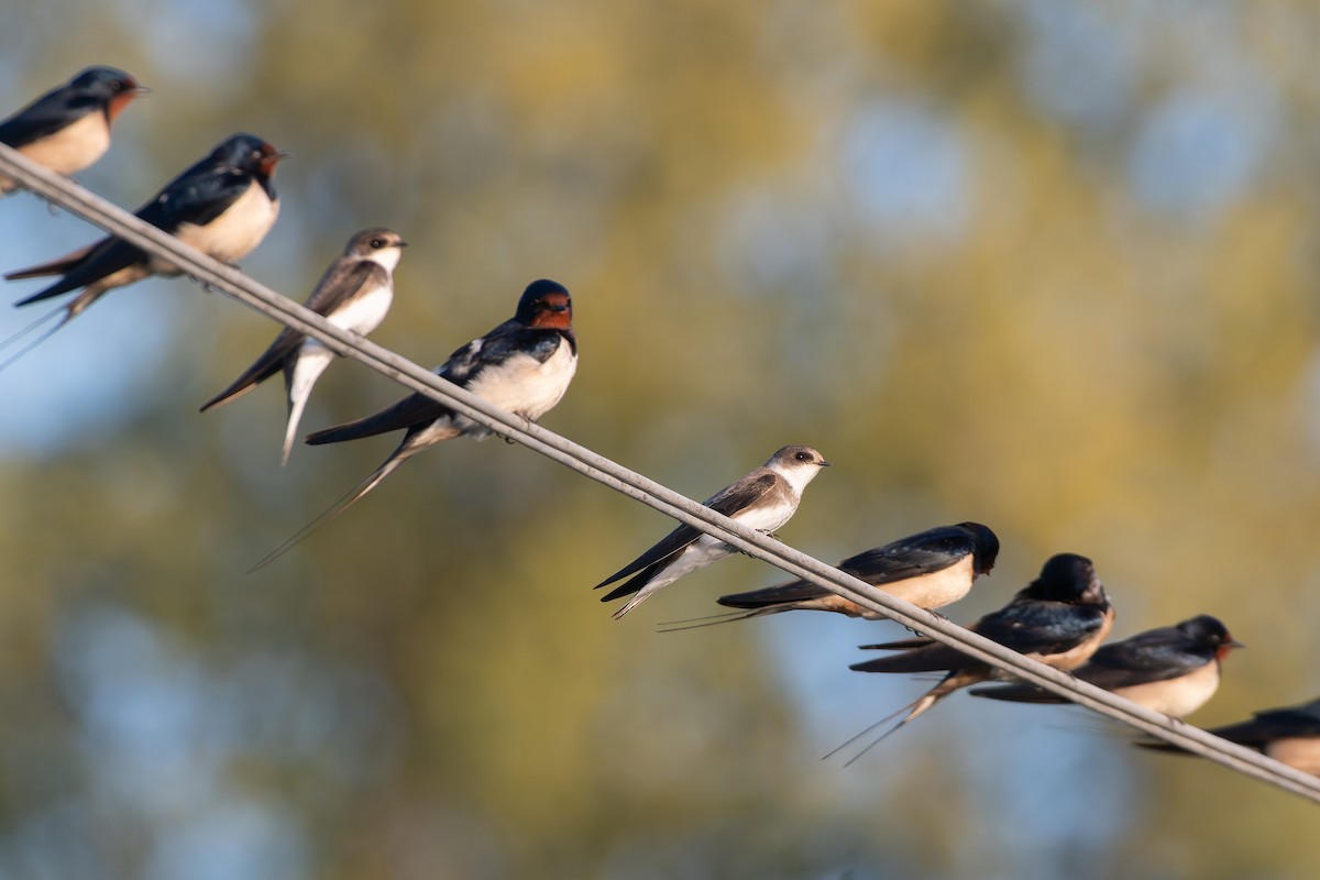 灰沙燕 - ML647839740