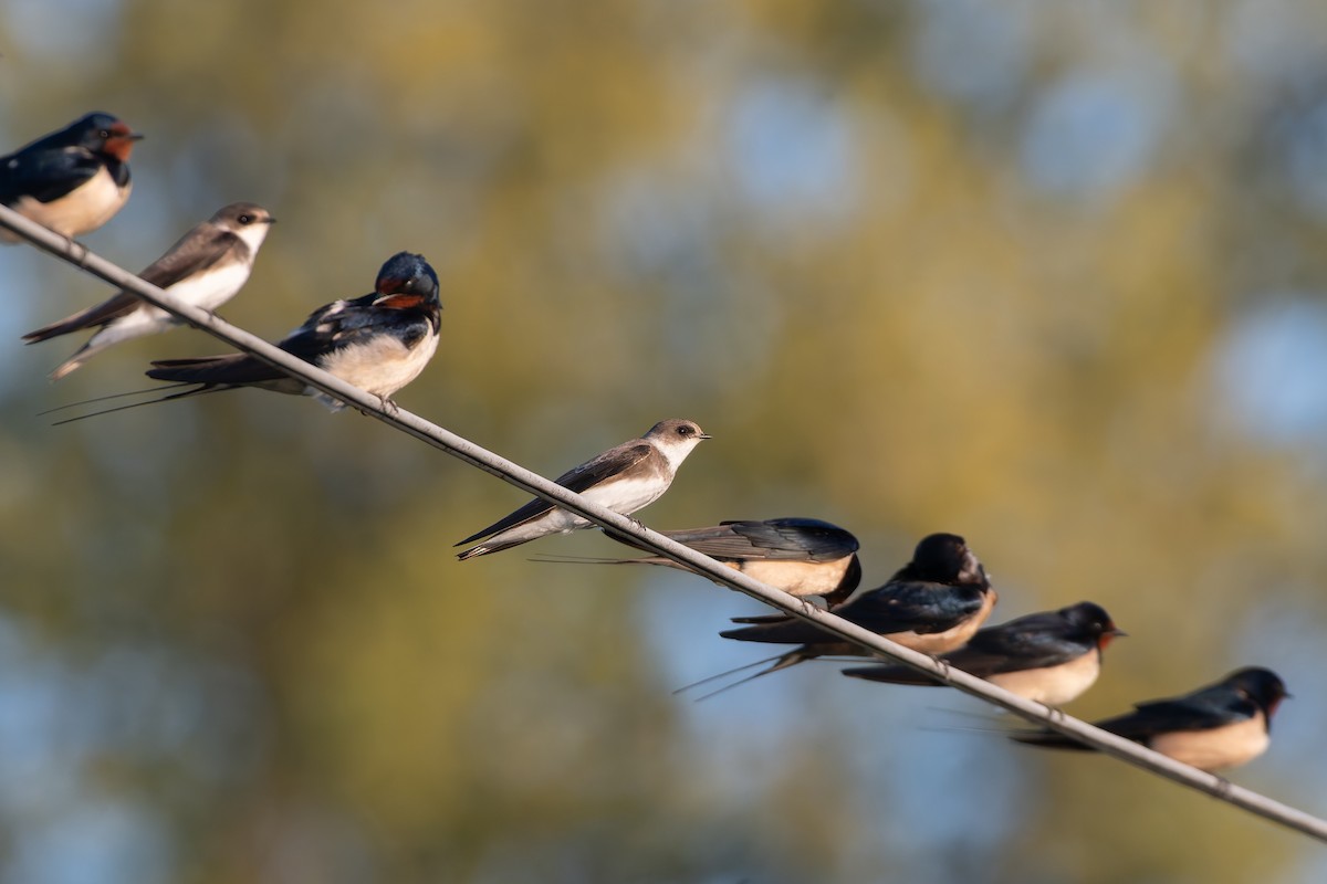 灰沙燕 - ML647839741