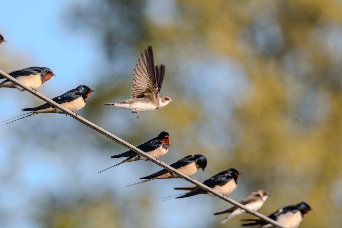 灰沙燕 - ML647839742