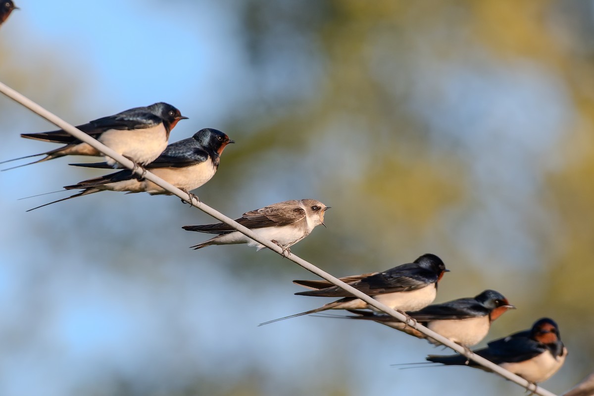 灰沙燕 - ML647839744