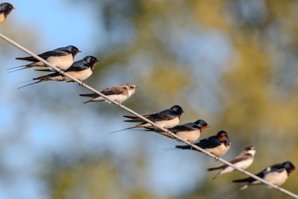 灰沙燕 - ML647839745