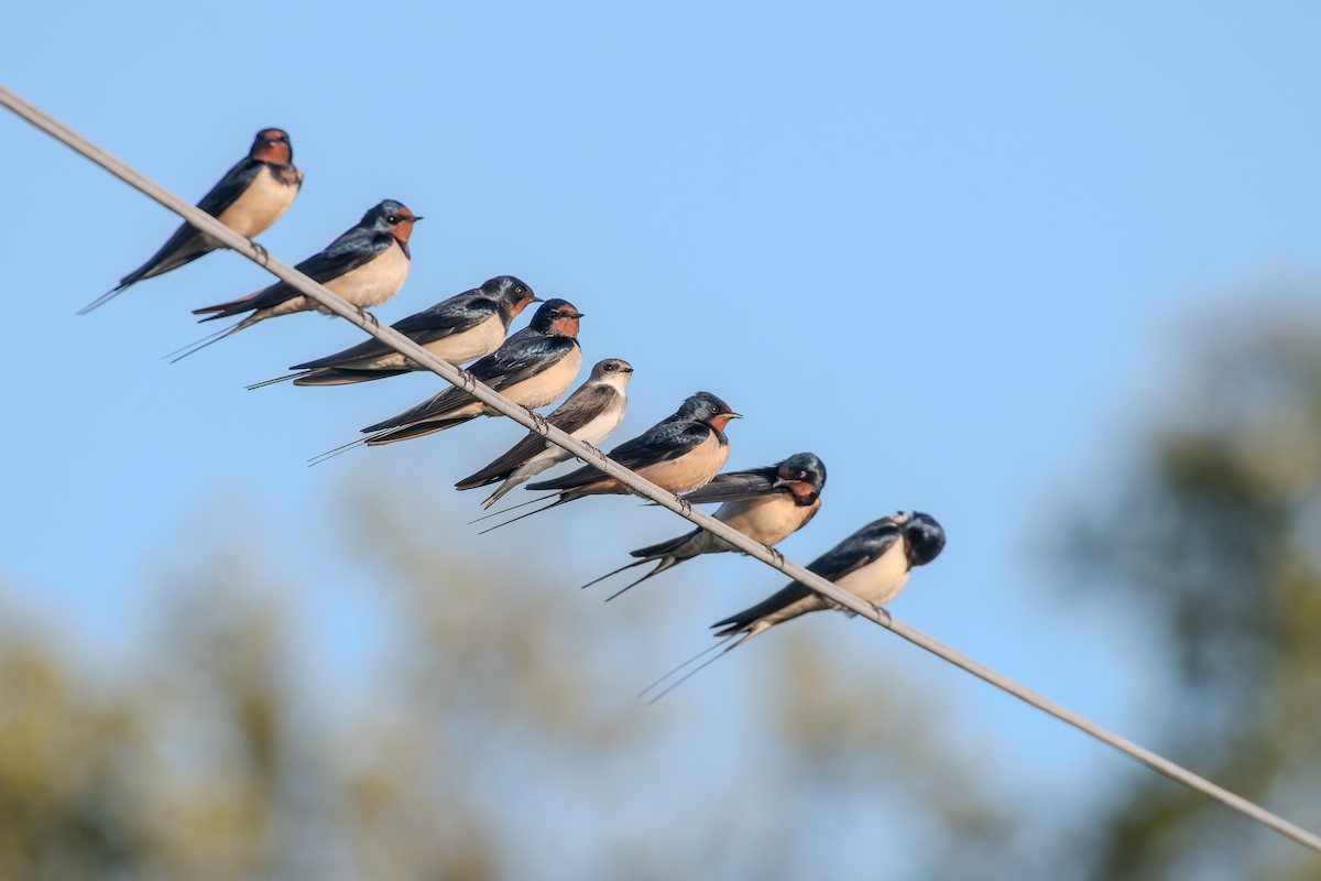 灰沙燕 - ML647839746