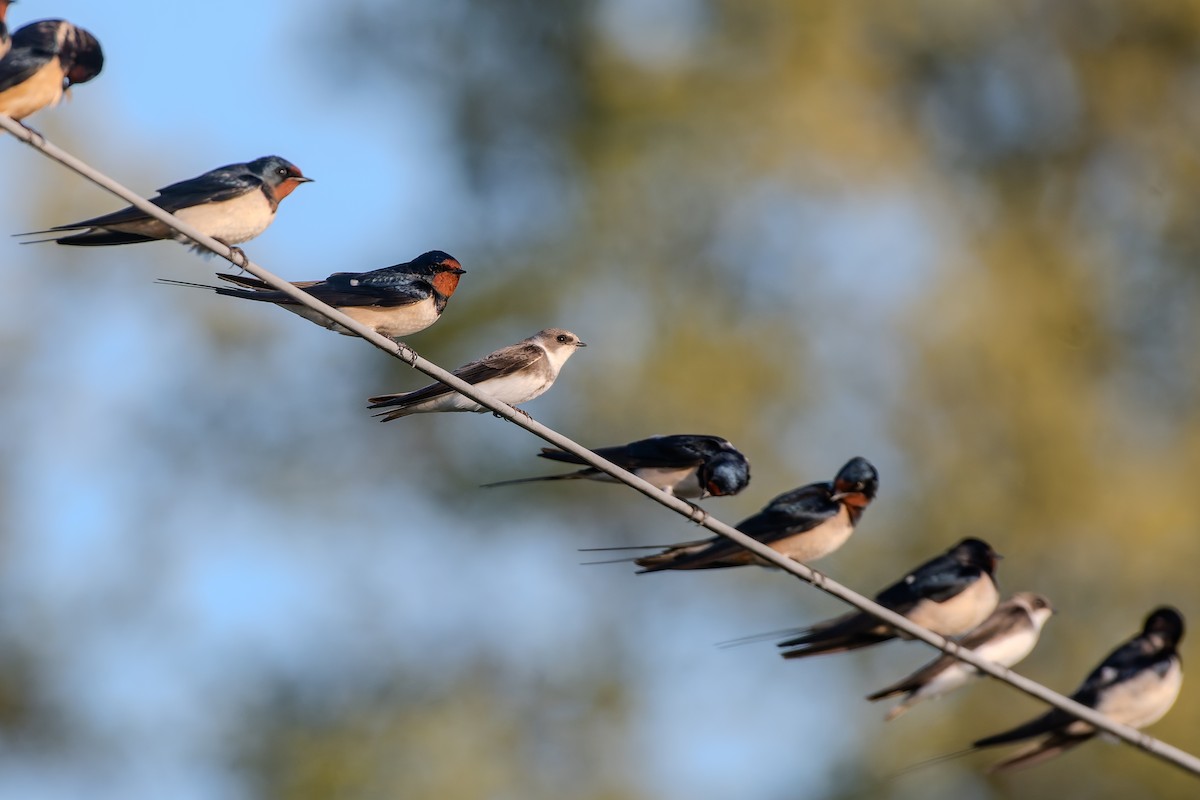 灰沙燕 - ML647839747