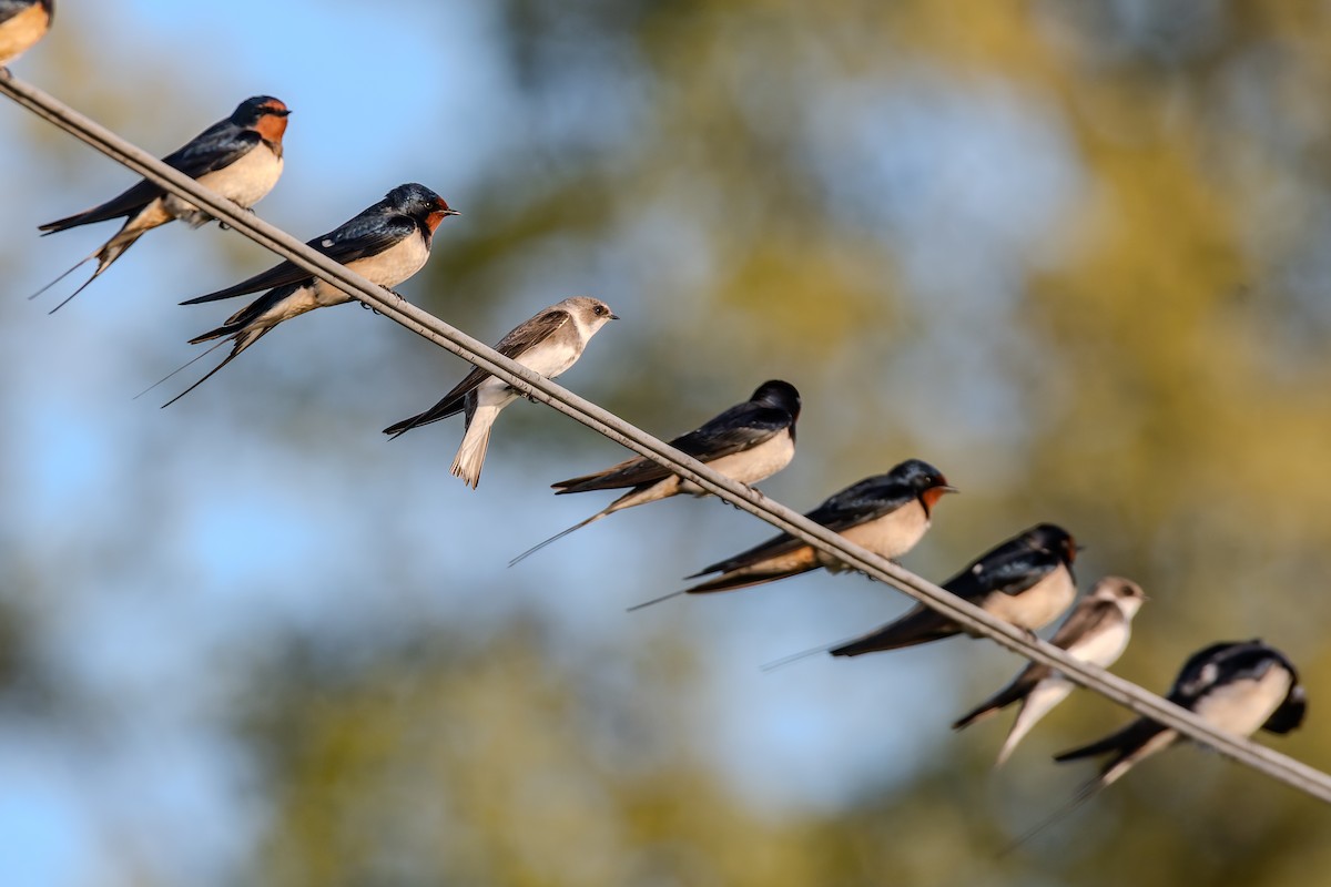 灰沙燕 - ML647839748