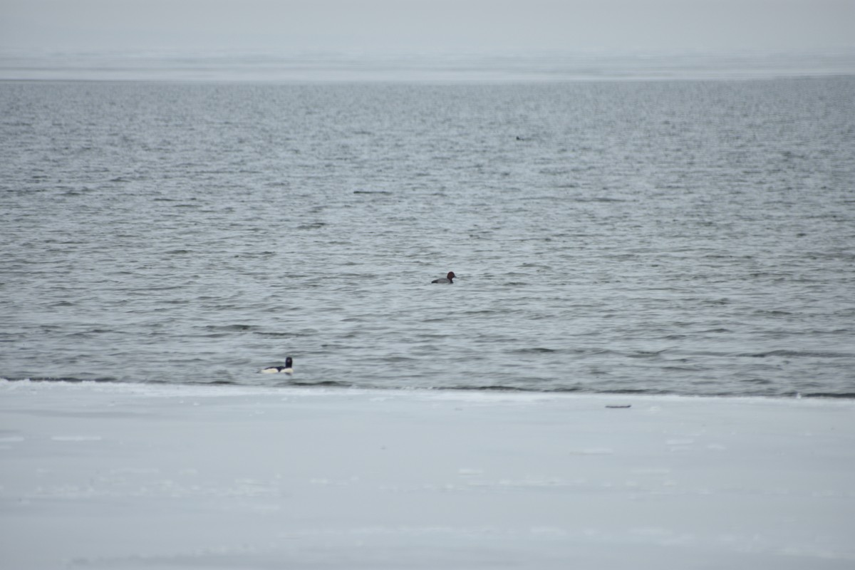 Redhead - ML647839749