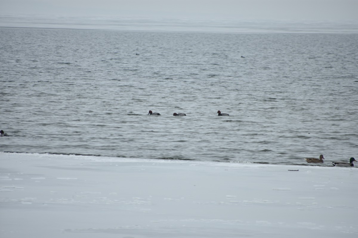 Redhead - ML647839750