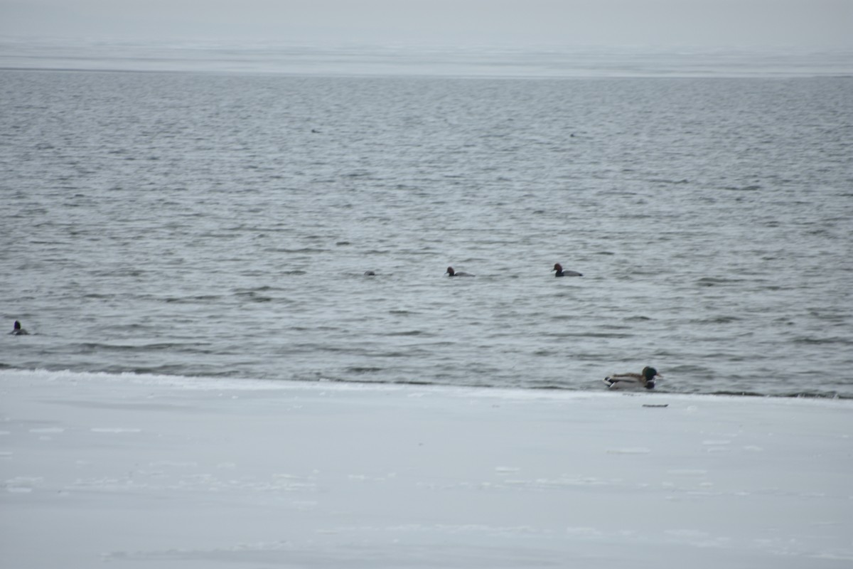 Redhead - ML647839751