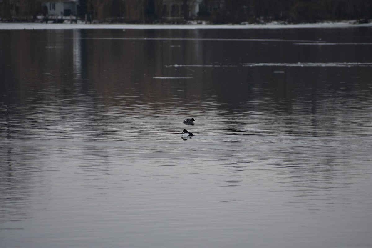 鵲鴨 - ML647839767