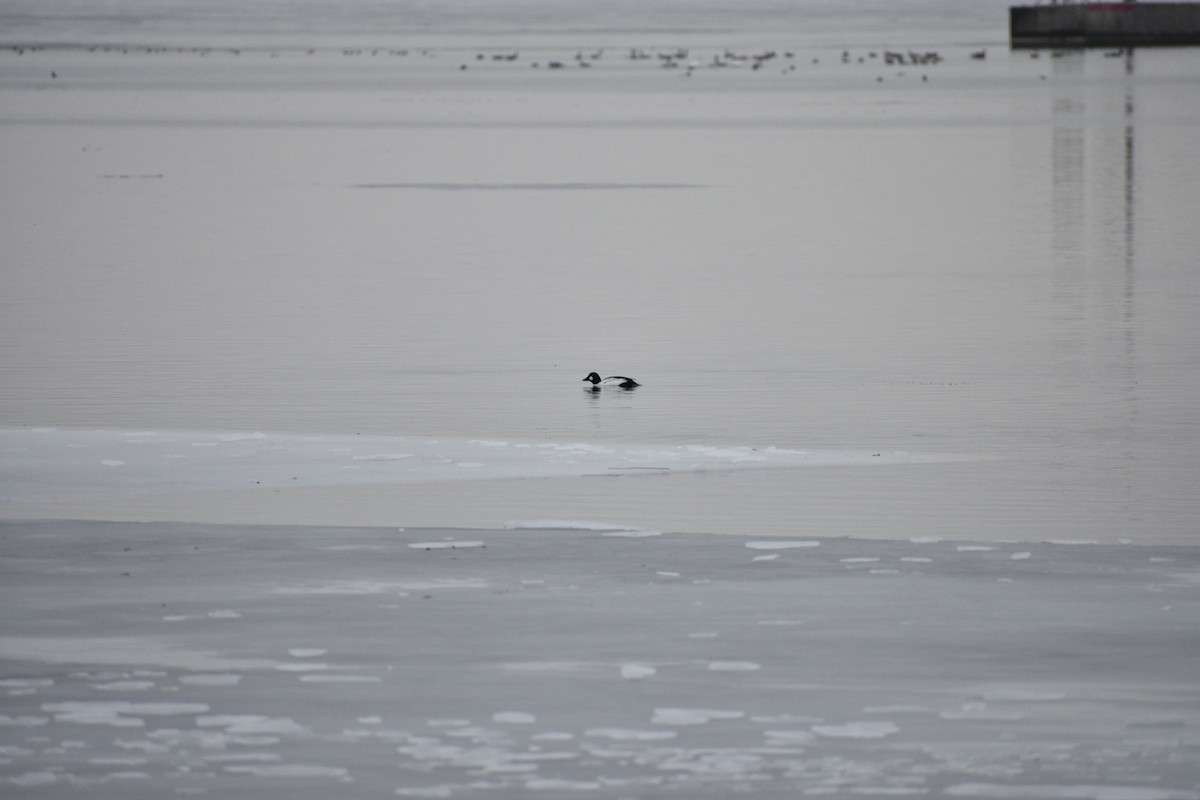 鵲鴨 - ML647839768