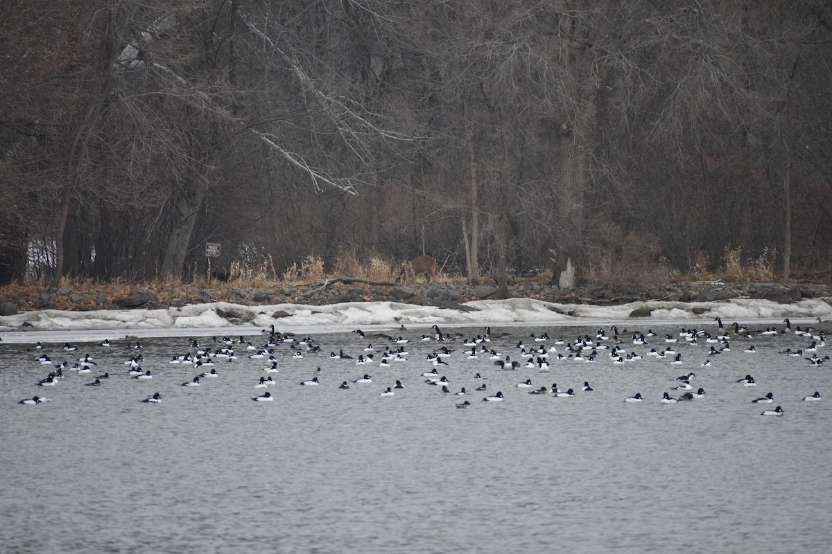 鵲鴨 - ML647839769