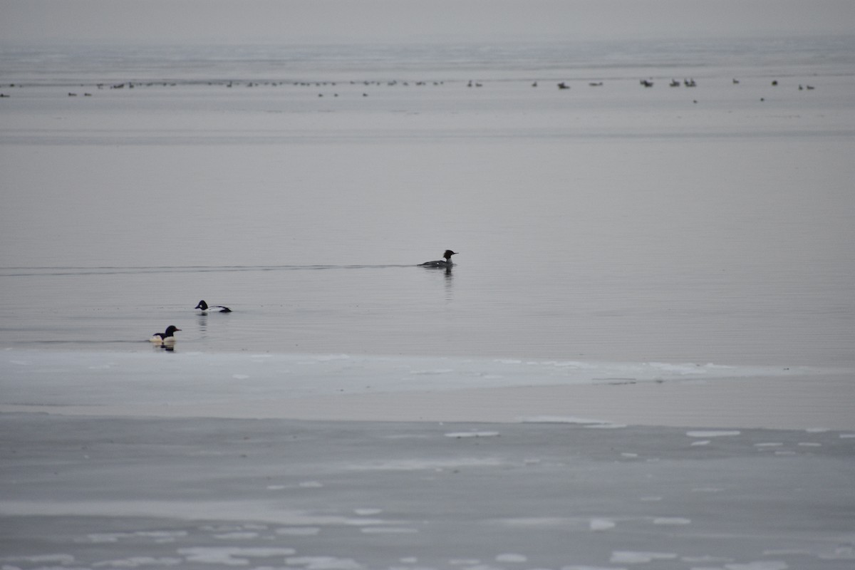 川秋沙 - ML647839788