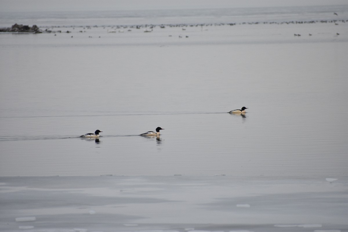 川秋沙 - ML647839789