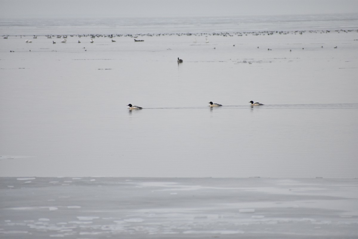 川秋沙 - ML647839790