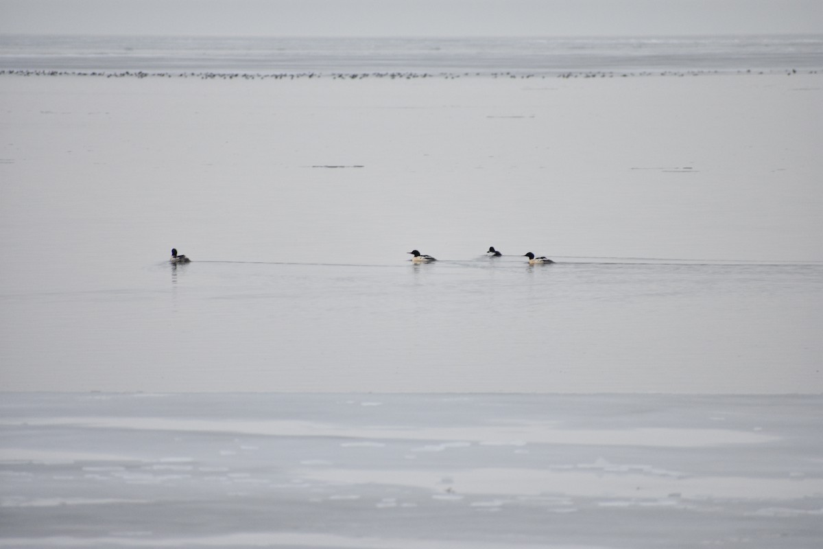 川秋沙 - ML647839791