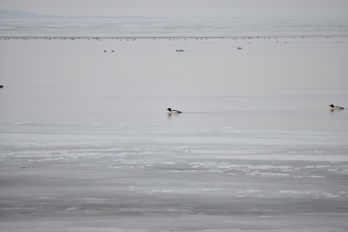 川秋沙 - ML647839792