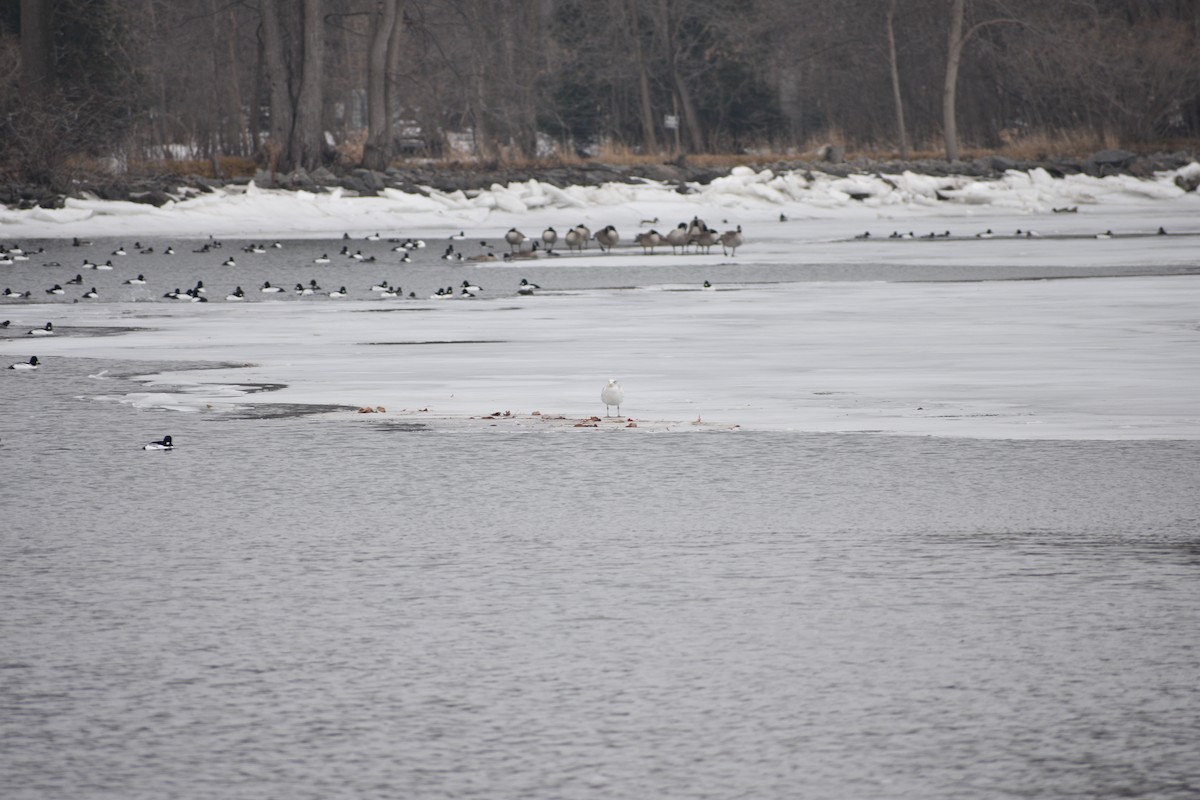 American Herring Gull - ML647839805