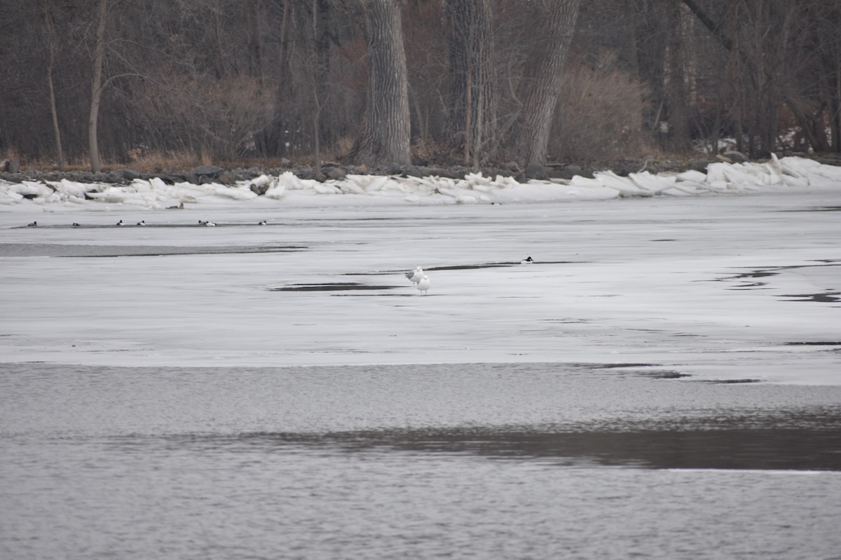 American Herring Gull - ML647839806