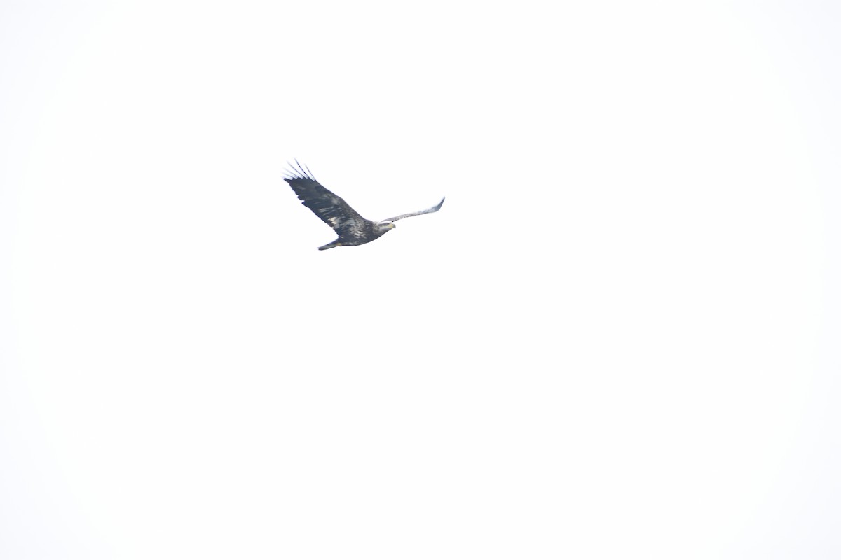 Bald Eagle - ML647839816