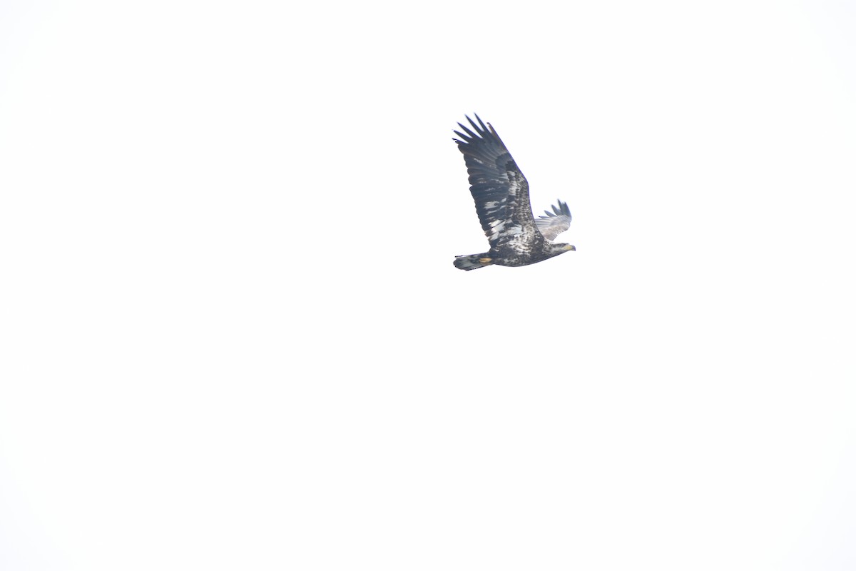 Bald Eagle - ML647839817