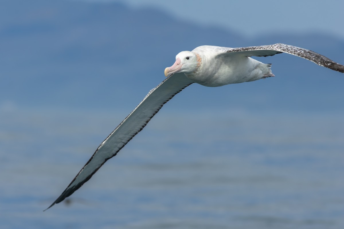 Antipodean Albatross (Gibson's) - ML647839875