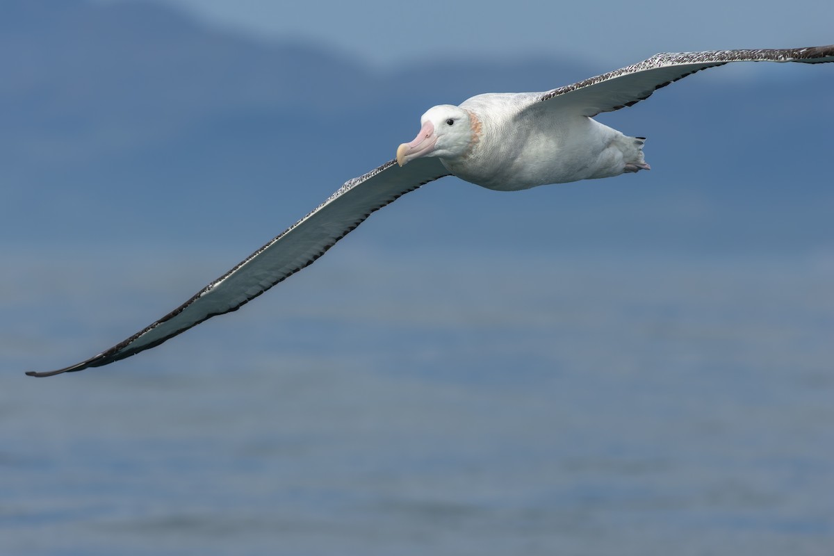 Antipodean Albatross (Gibson's) - ML647839876