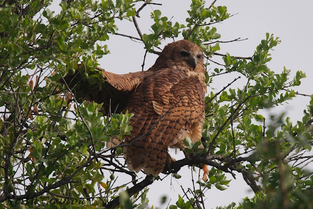 Pel's Fishing-Owl - ML647839881