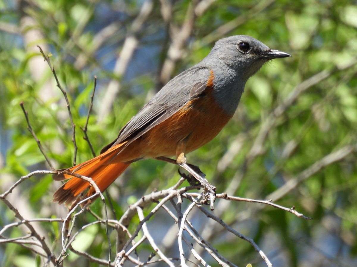 Forest Rock-Thrush (Benson's) - ML647839906