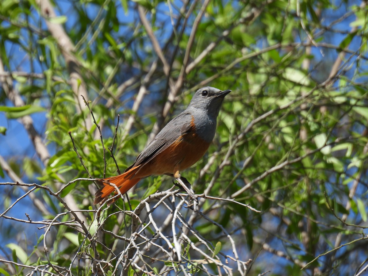 Forest Rock-Thrush (Benson's) - ML647839907