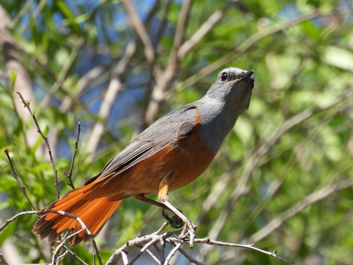 Forest Rock-Thrush (Benson's) - ML647839908