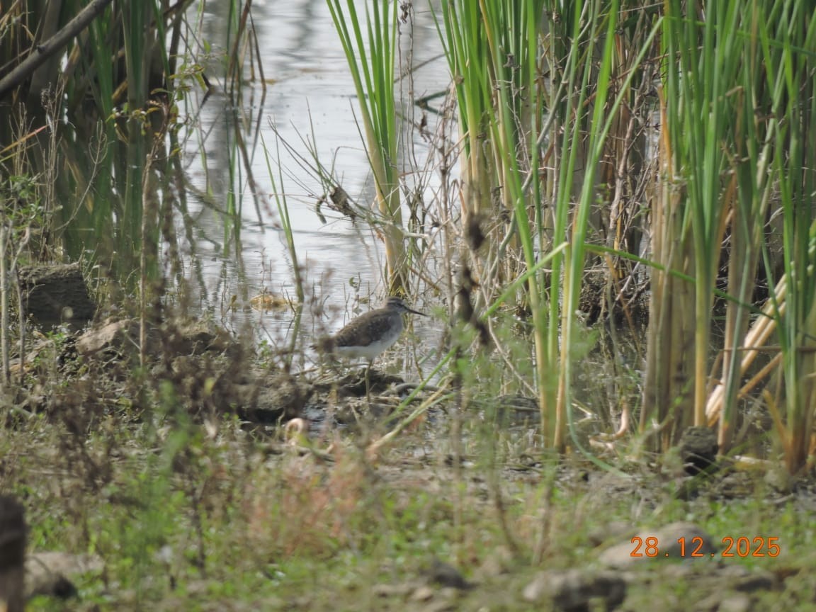 vodouš bahenní - ML647839934