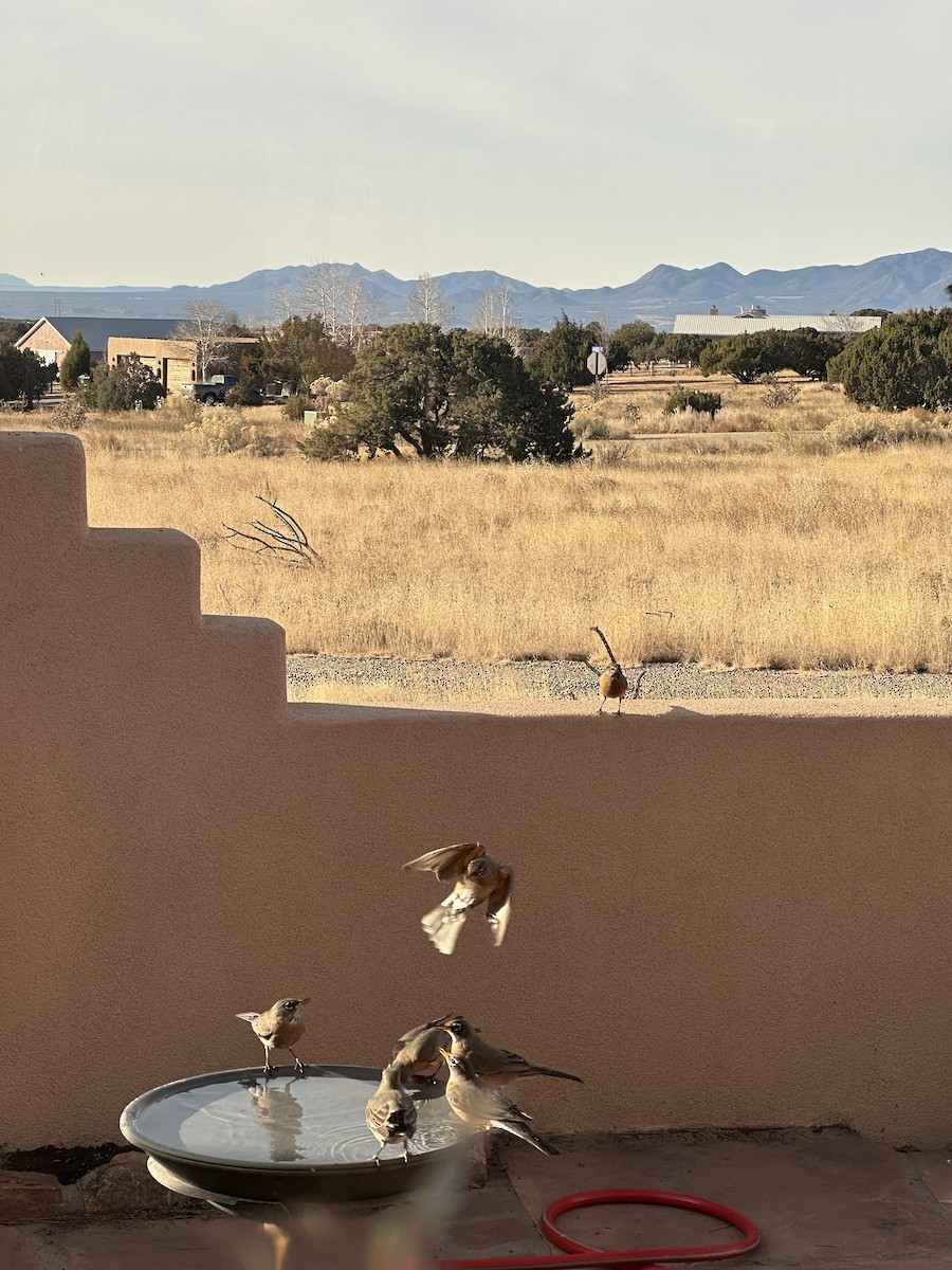 Wanderdrossel - ML647839983