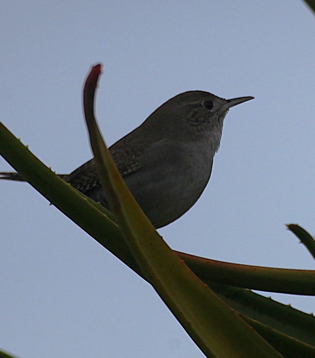 Northern House Wren - ML647839984