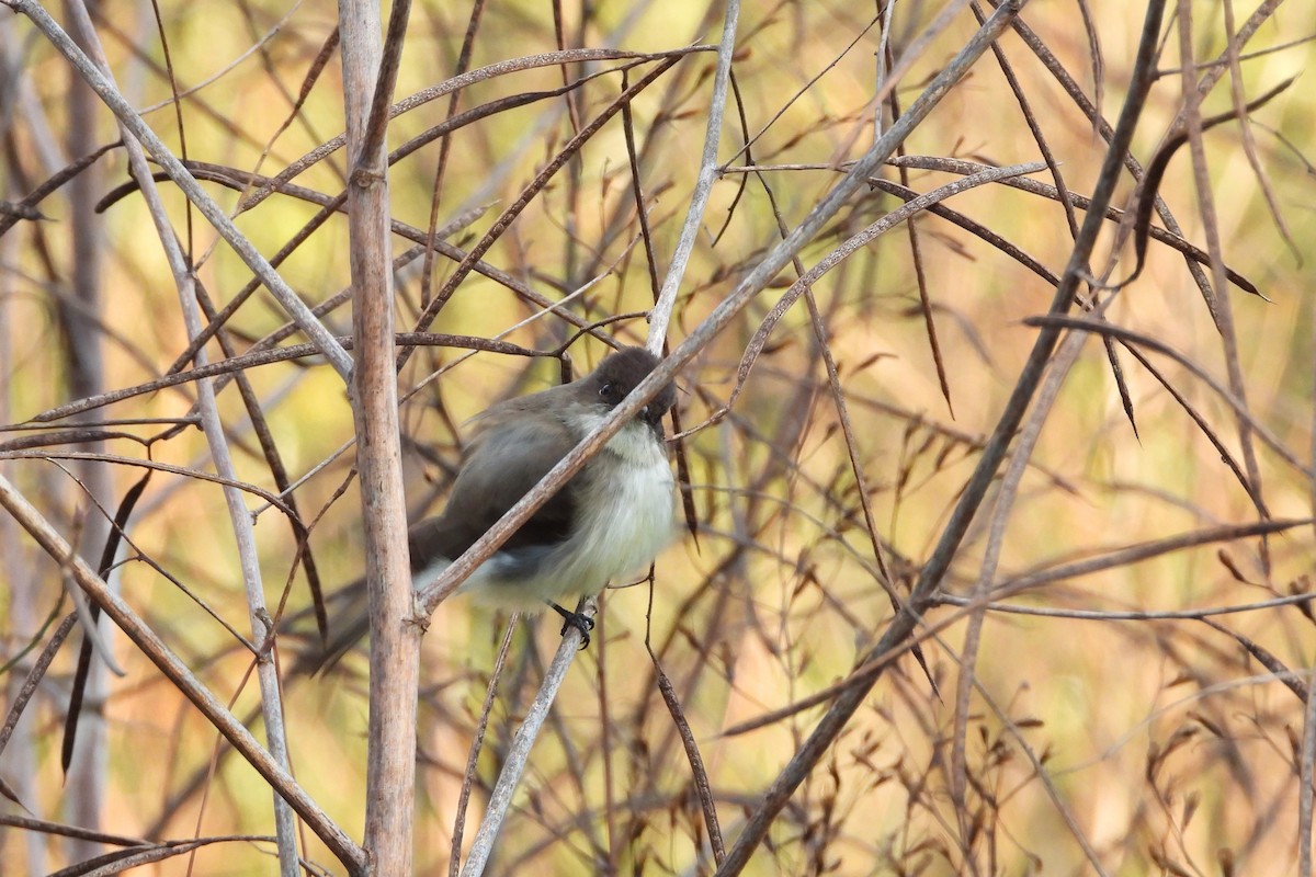 Mosquero Fibí - ML647839997