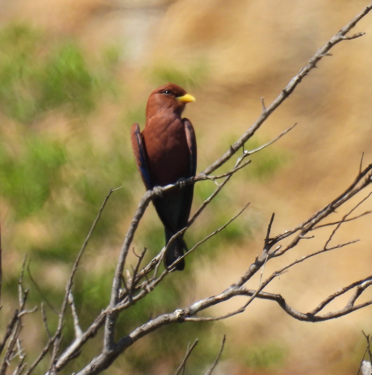 Broad-billed Roller (Madagascar) - ML647840000