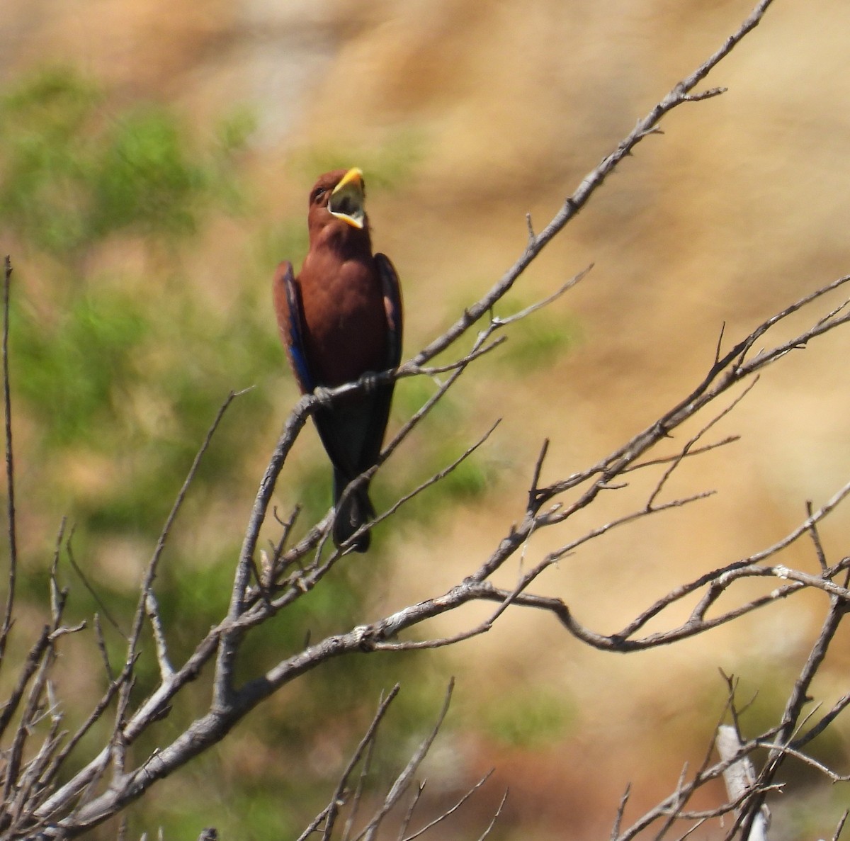 Broad-billed Roller (Madagascar) - ML647840001
