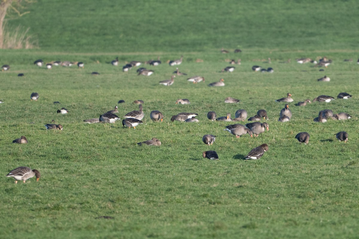 Graylag Goose - ML647840007