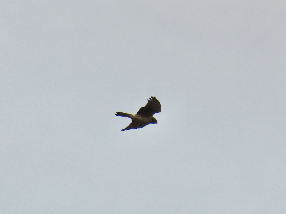 moták severoamerický - ML647840015