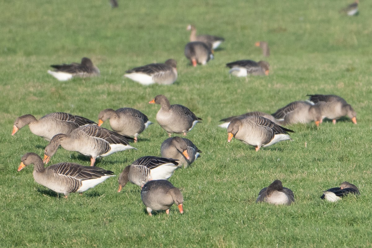 Graylag Goose - ML647840017